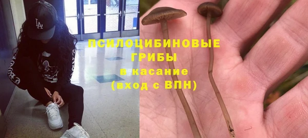 прущие грибы Вязники